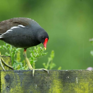 Redwell   July 2016   D3s (29 Of 186).jpg